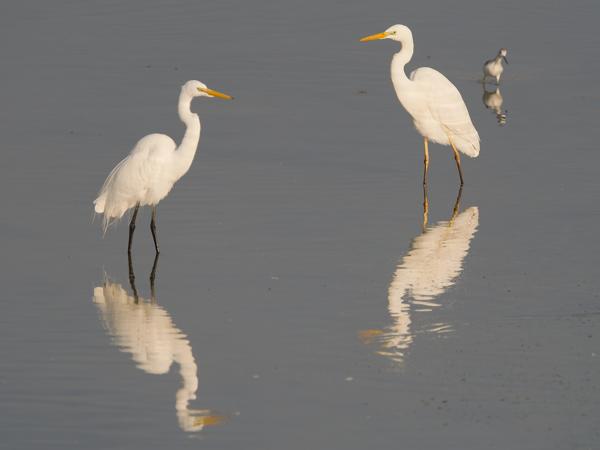 <h3>Ardea alba / Great egret / Grote zilverreiger</h3>OM-1 Mark II with OLYMPUS M.150-400mm F4.5 TC, 1/2000 sec at F5.6, ISO 500, distance 60.7 m